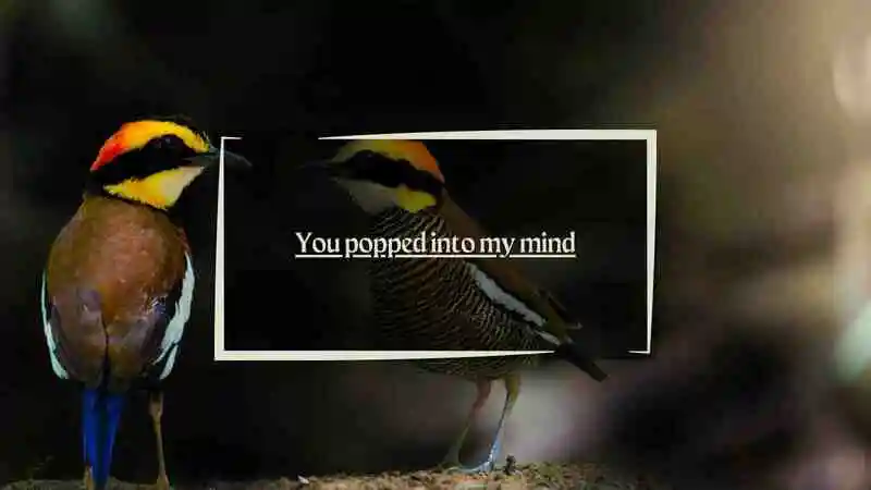 Chicken Pick Up Lines