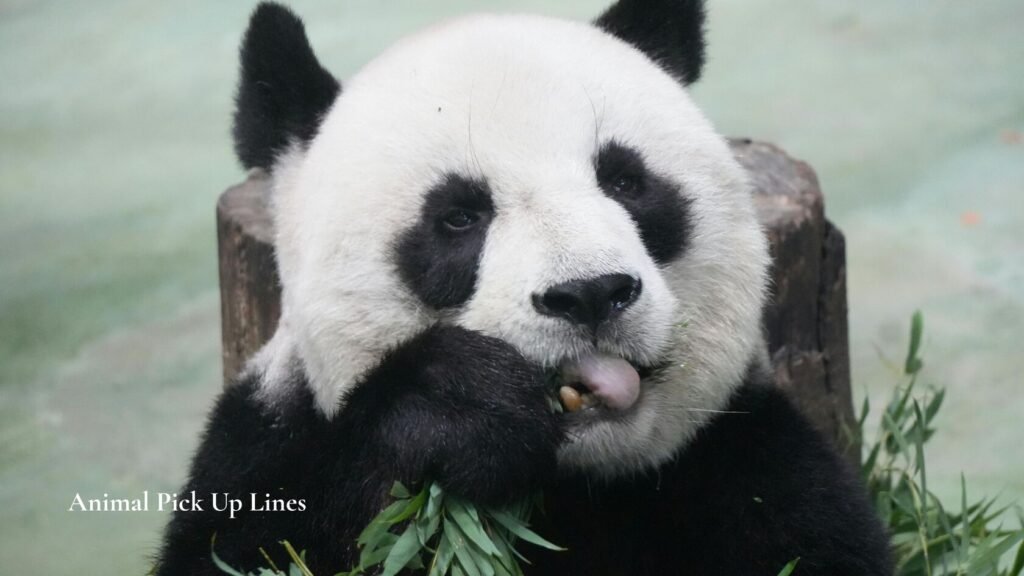  Animal Pick Up Lines 