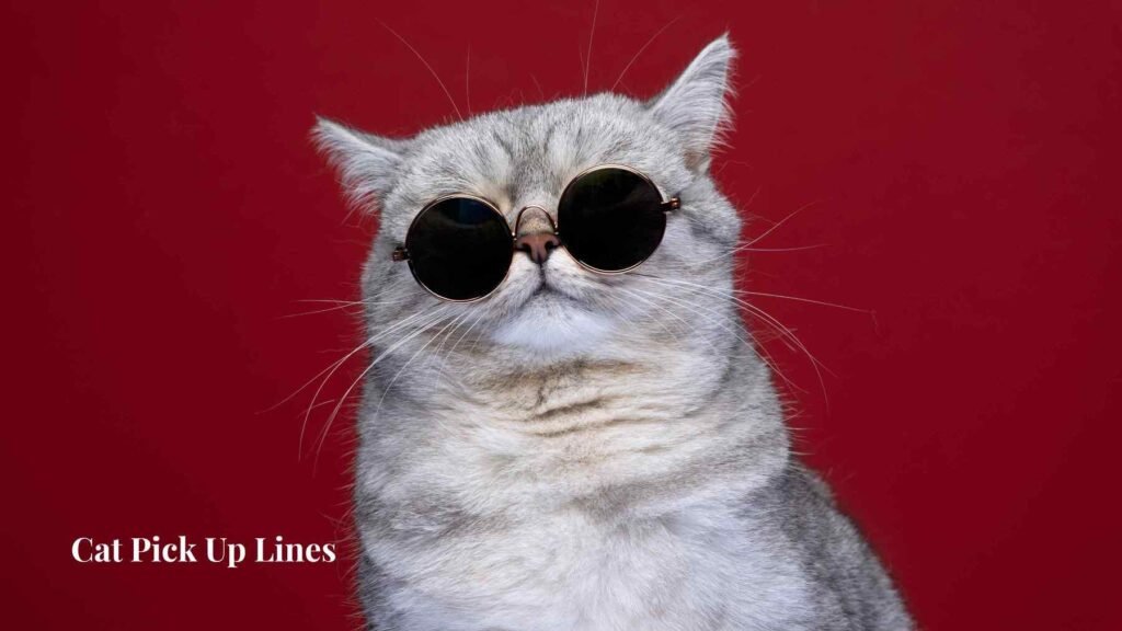 Cat Pick Up Lines 