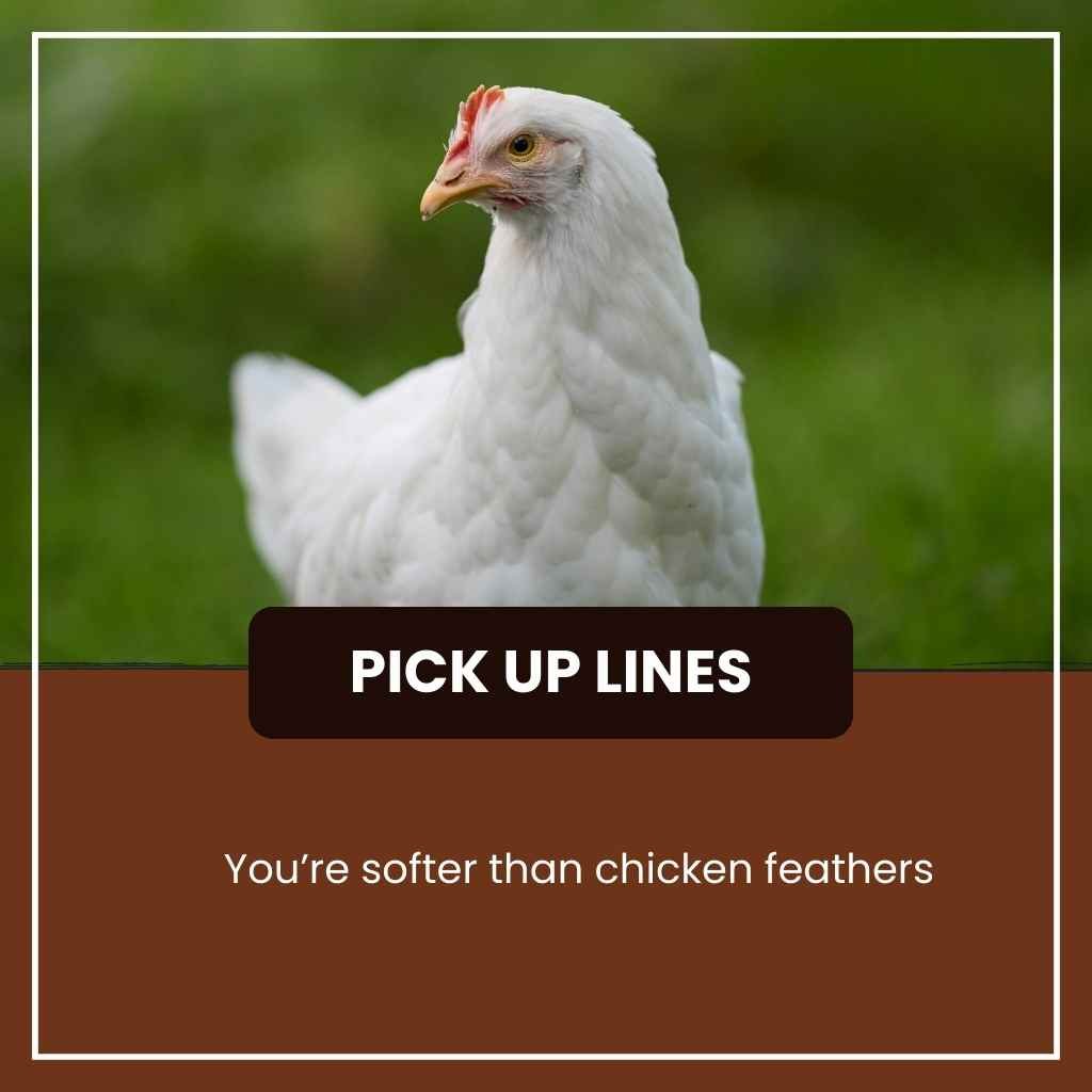 Chicken Pick Up Lines