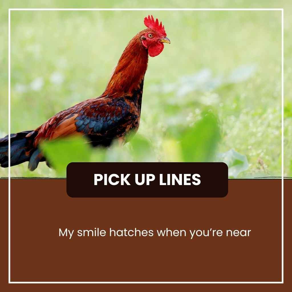 Chicken Pick Up Lines