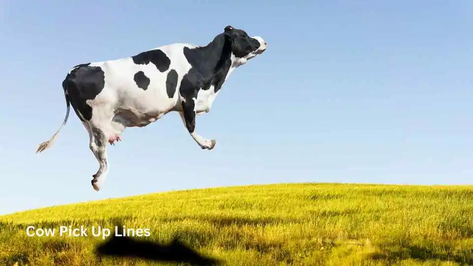Cow Pick Up Lines