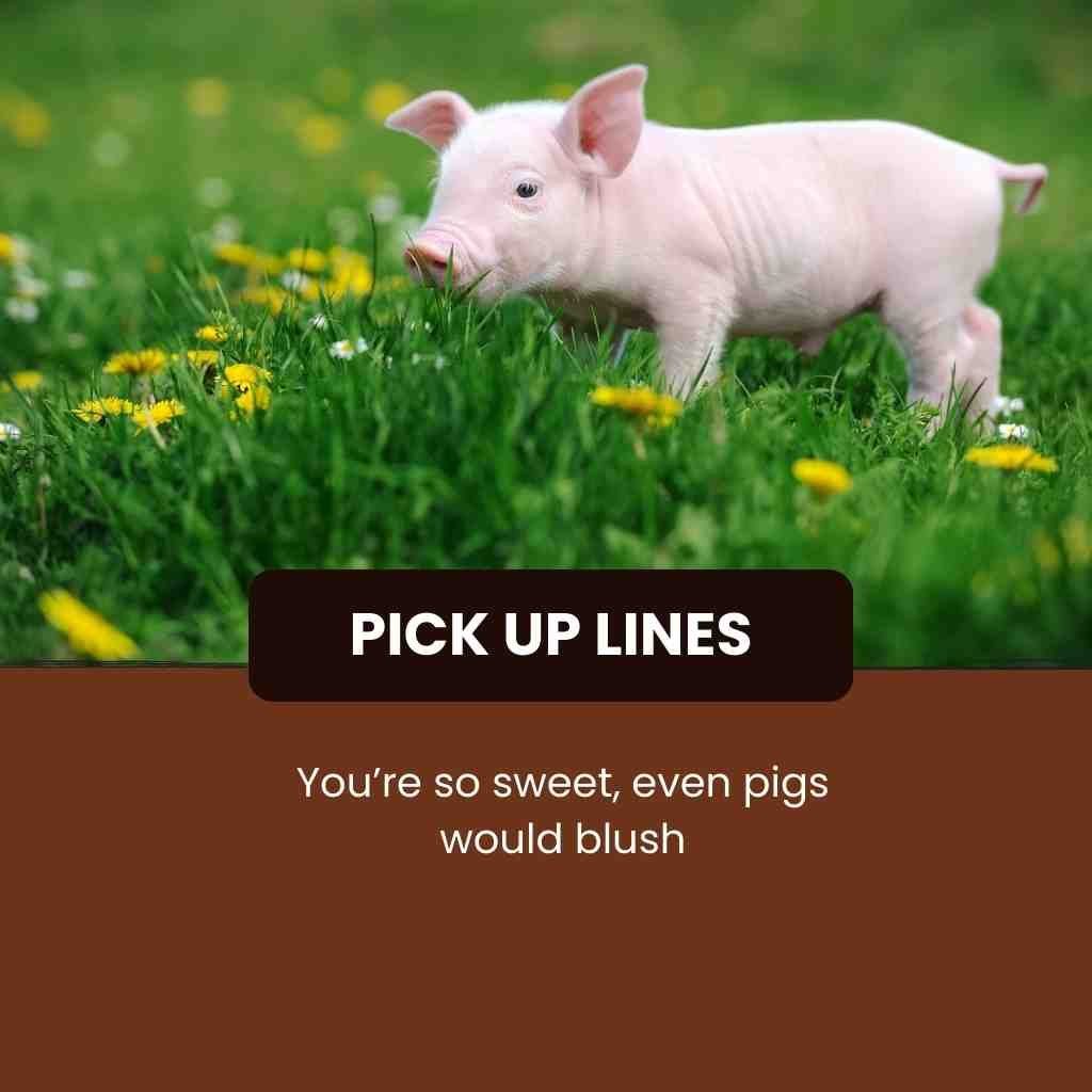 Pig Pick Up Lines