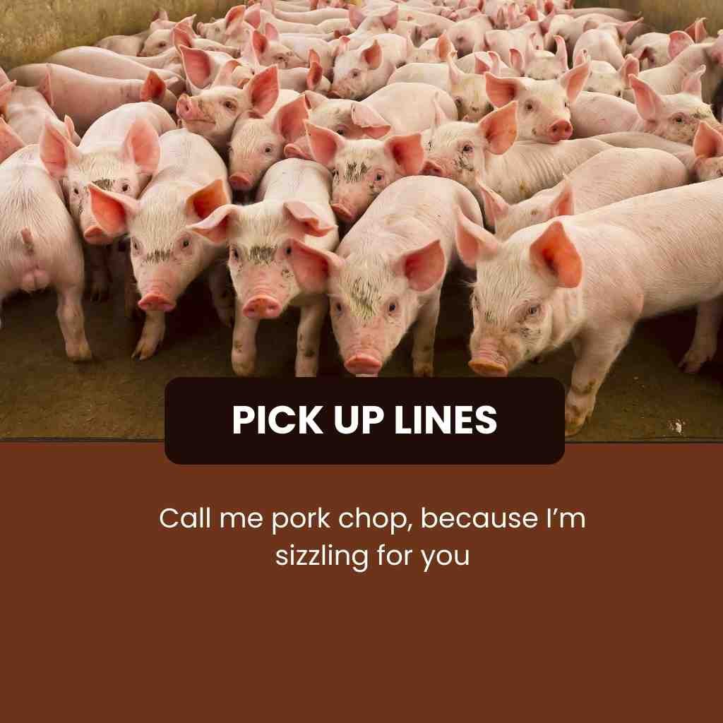 Pig Pick Up Lines