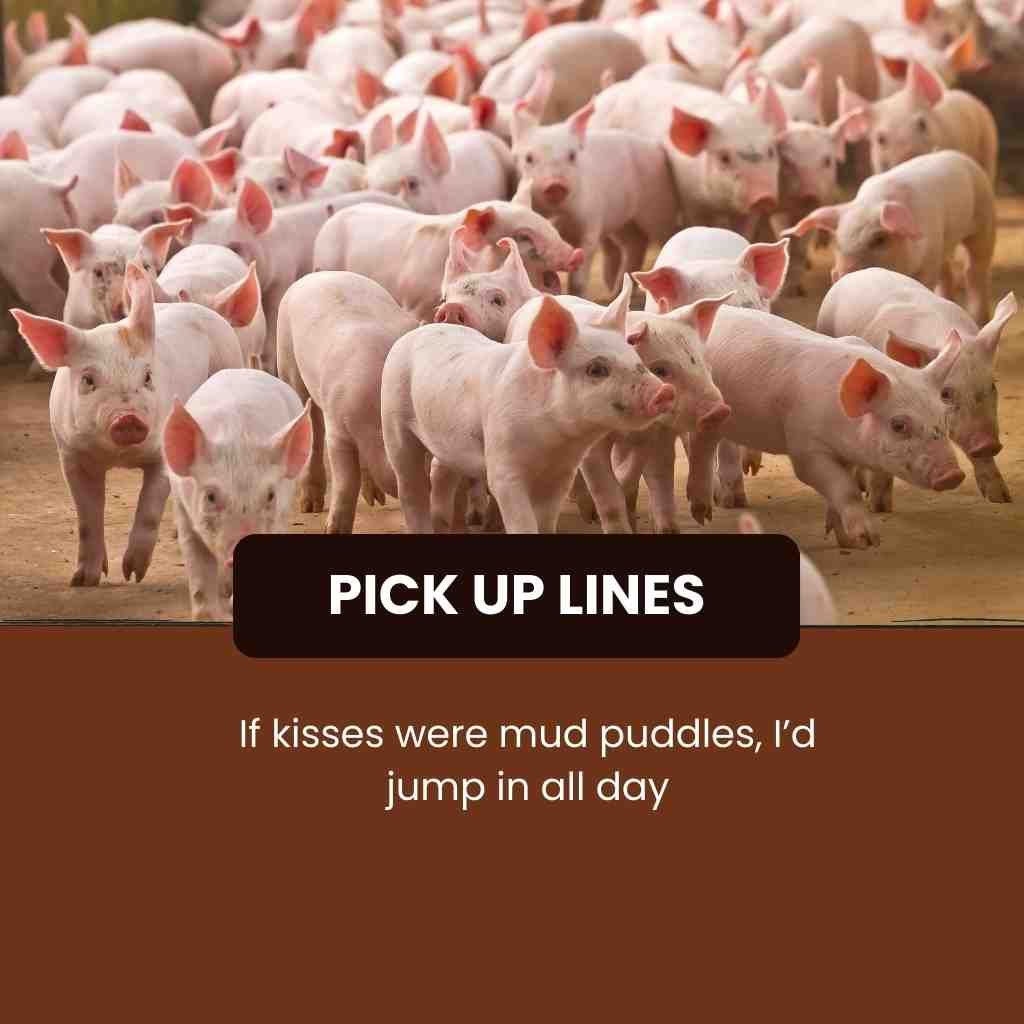 Pig Pick Up Lines