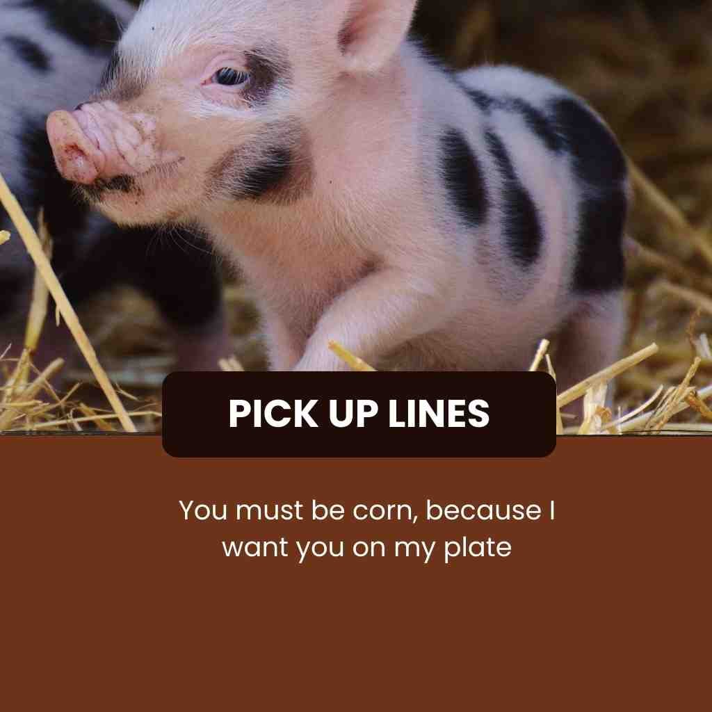 Pig Pick Up Lines