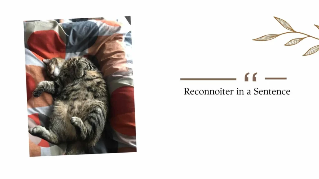 Reconnoiter in a Sentence