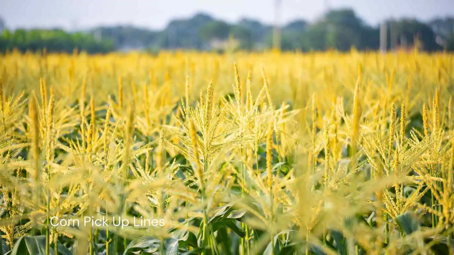 Corn Pick Up Lines