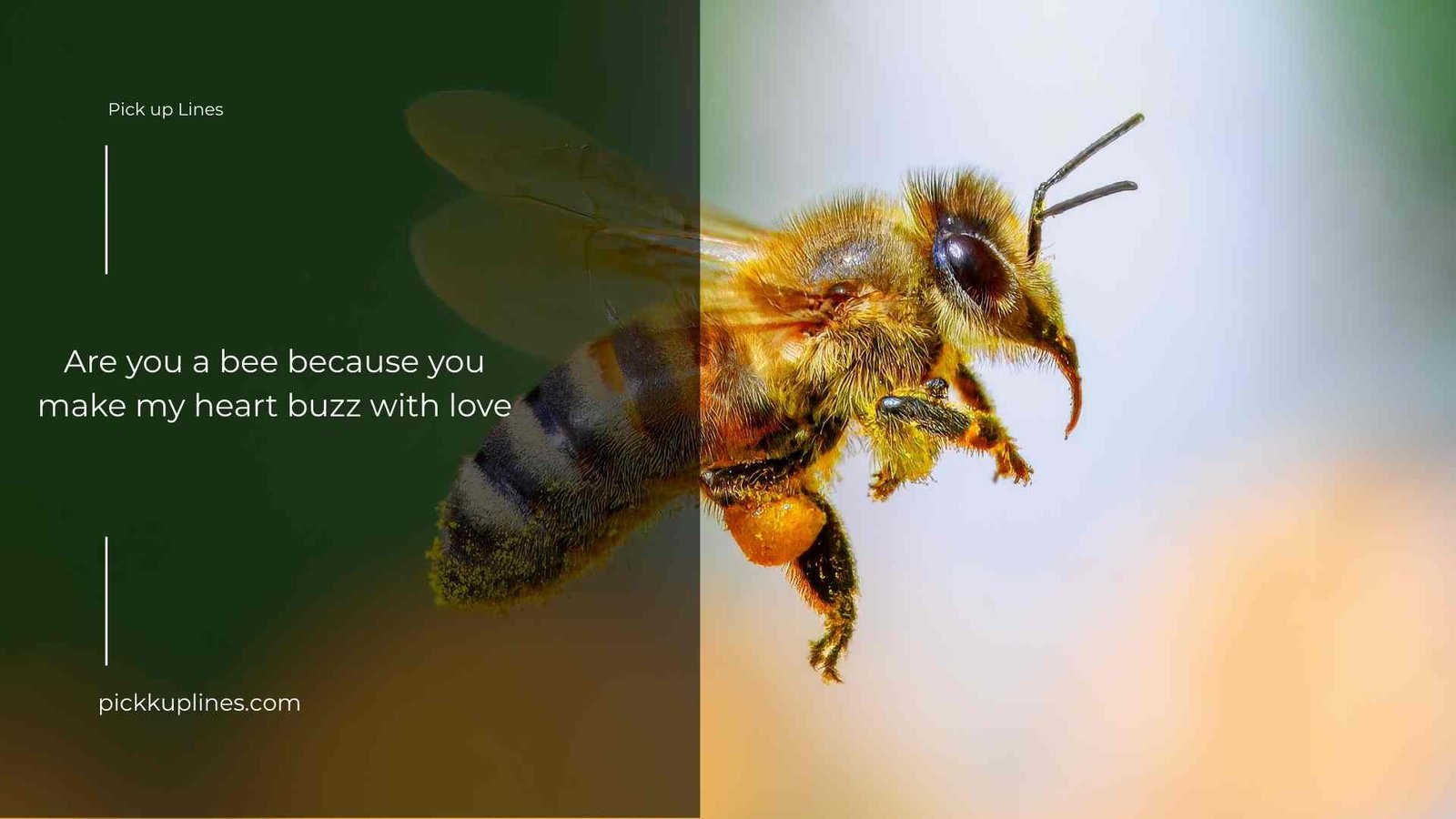 bees pick up lines