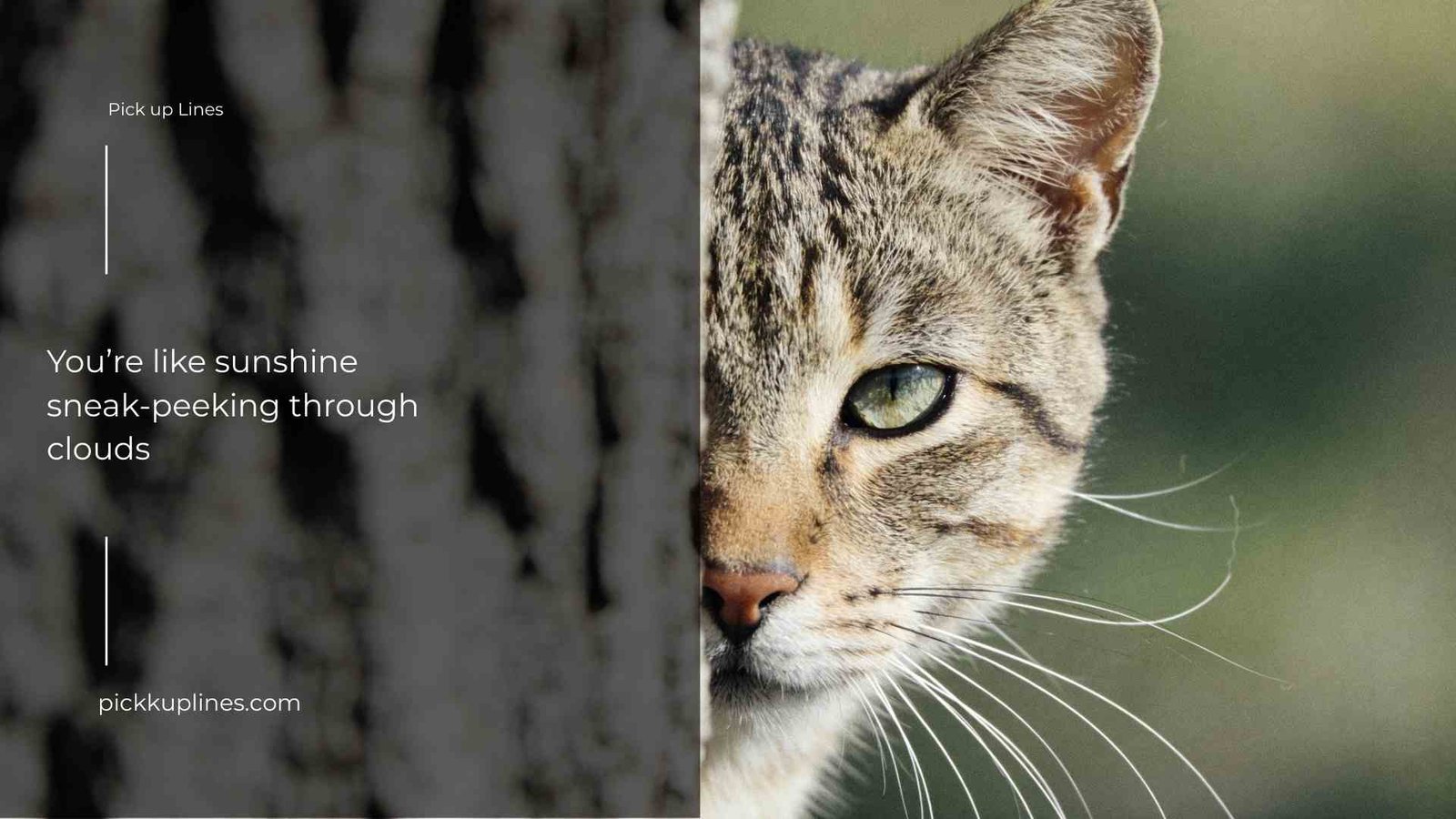 peek pick up lines 3 1