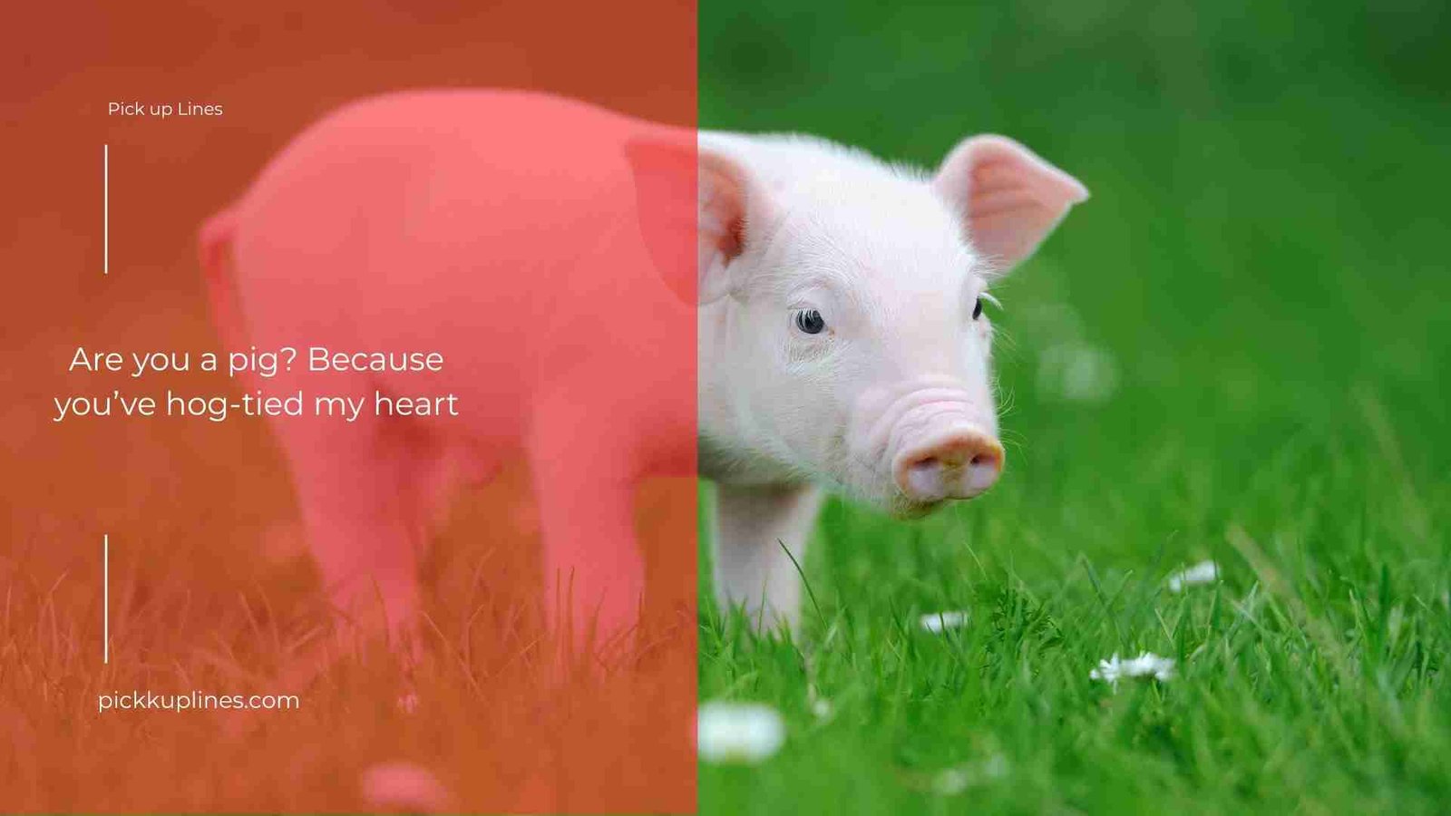 Pig Pick Up Lines