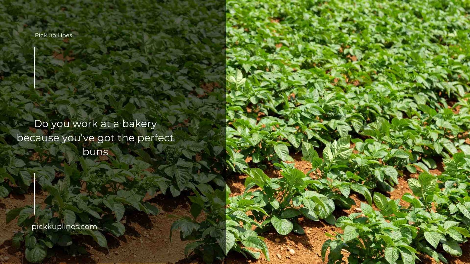 Potato Pick Up Lines