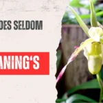 What Does Seldom Mean?