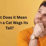 what does it mean when a cat wags its tail