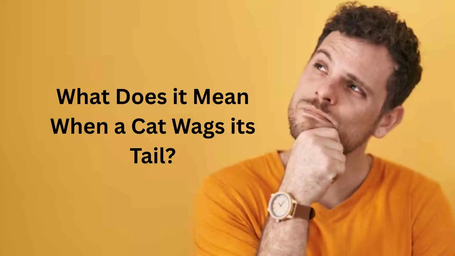 what does it mean when a cat wags its tail