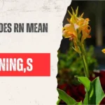 What Does RN Mean in Text?